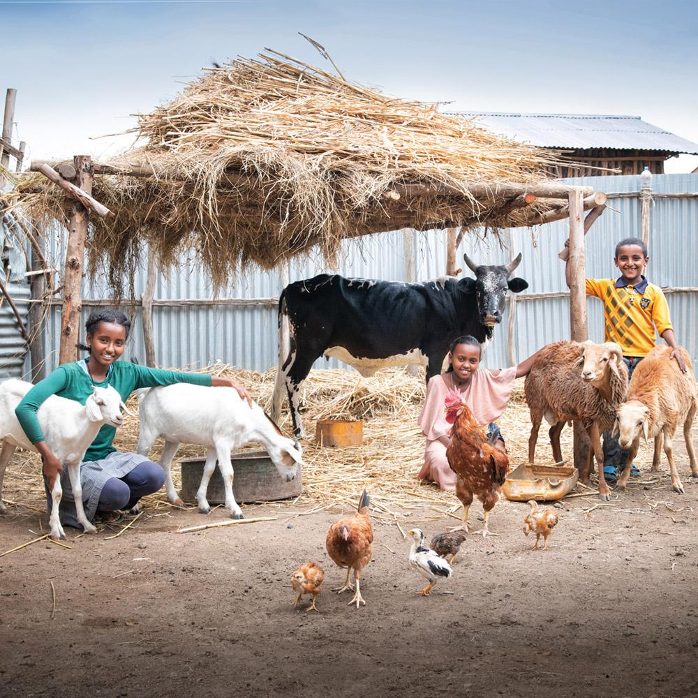 Deux filles et un garçon sont dans une étable, entourés d’animaux d’élevages. Parmi les animaux, on trouve une vache, des moutons, des chèvres et des poules.